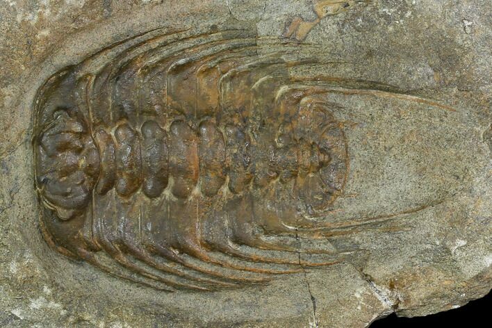 Spiny Selenopeltis Trilobite - Erfoud, Morocco #130541